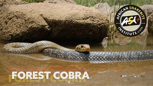 18K views · 299 reactions | This is one of our largest cobras and may...