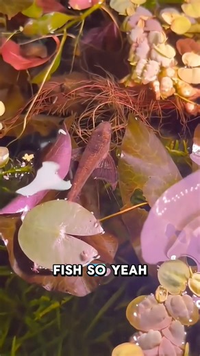 African Butterfly Fish 🦋🐟 Built for the surface. Silent hunter. Can leap and glide to ambush prey above the water. #FishFunFacts #AfricanButterflyFish #FishFacts #ExoticFish #AquariumFish | GuppyKoi