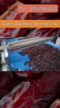 Date Washing Line with Real Material | Automatic Cleaning System in Operation
