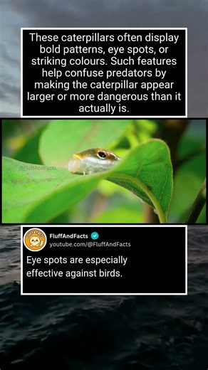 Why Hawk Moth Caterpillars Look So Strange