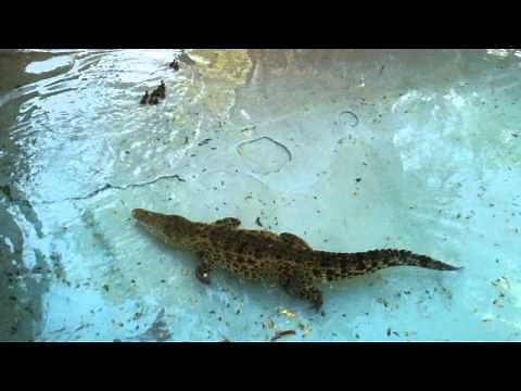 Cuban Crocodile eats baby duck @ Gladys Porter Zoo