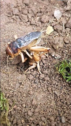 "Two Mole Crickets Battling at the Burrow Entrance"