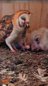 Barn owls feed their chicks field mice #wildlife #birds #nest #owl