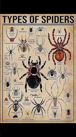 Types of spider ! Part 9 | the crab spider