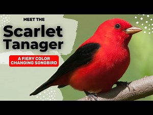 Scarlet Tanager: The Fiery Color Changing Songbird of the Forest