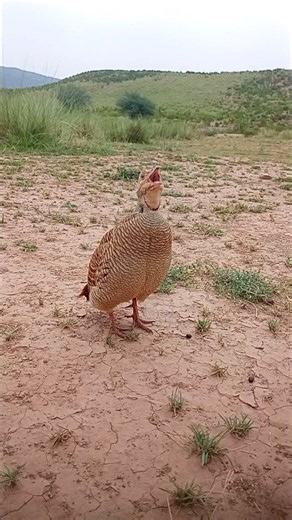 Relaxing Teetar & Partridge Sounds #teetar #partridge #relaxingsounds #grayfrancolin #wildbird
