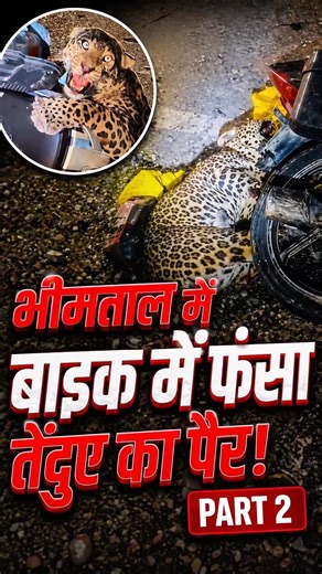 Leopard 🐆 का पैर फ़सा मोटरसाइकिल मैं 😱 BIMTAL UTRAKHAND. VIDEO PART 2