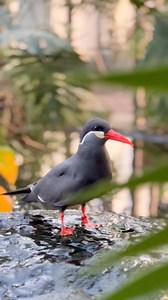 12K views · 201 reactions | It’s mealtime for the Inca Terns in our Wings of the Tropics aviary! Inca Terns are native to cold waters on the Pacific coast of South America, where they dive and dip in search of small fish such as anchovies. Both males and females have facial feathers resembling curly white mustaches, the length of which is thought to be an indicator of an individual’s health. #birds #incatern #aviary | Sylvan Heights Bird Park | Facebook