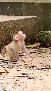 111K views · 6.5K reactions | Baby Leo monkey is playing alone 殺 | Love Monkey | Facebook