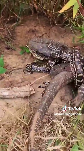 Komodo Dragon Eating Humans - Gruesome Encounters