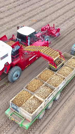 Potato Harvesting with Grimme Varitron at Thoresby Farming