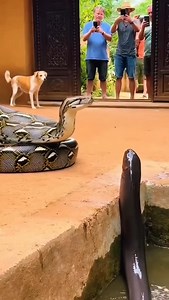 “Everyone Froze 😨 Python vs Electric Eel at the House” | Lalit Kumar