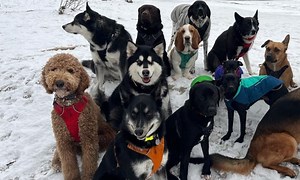 Pet of the week: These adorable dogs ride ‘puppy bus’ in Alaska and go on incredible adventures