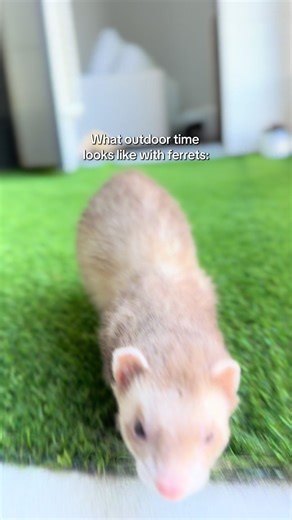 Nala becomes wild in the rice box 😭😂 #ferret #huron #petferret #ferrets #ferretsoftiktok