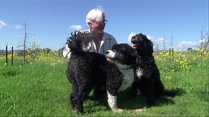 81K views · 504 reactions | Farmers in California are using dogs to find truffles worth $1,000 a pound. | Business Insider | Facebook