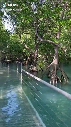 The Importance of Mangroves for Coastal Defense and Biodiversity
