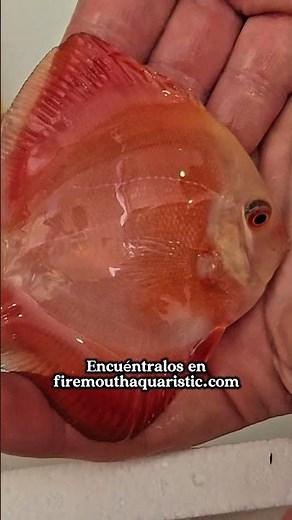 🔥 PECES DISCO RED DIAMOND 😍 | ¡Vuelven los más buscados! | Firemouth Aquaristic