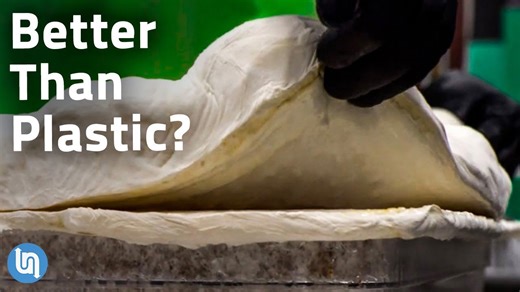 Is mycelium fungus the plastic of the future?