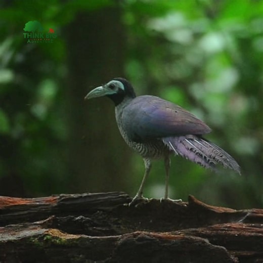 A rare sight in the rainforest, the Bornean Ground Cuckoo is one of the most elusive birds in Southeast Asia. Fun fact: despite having wings, this bird prefers to walk silently along the forest floor, relying on camouflage and patience rather than flight to survive. Its secretive behavior means even experienced guides may go years without seeing one, making moments like this truly special and unforgettable. This remarkable bird can be found in protected areas such as Taliwas River Conservation A