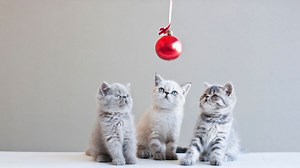 6 Heartwarming Holiday Commercials to Get You Into the Spirit of the Season