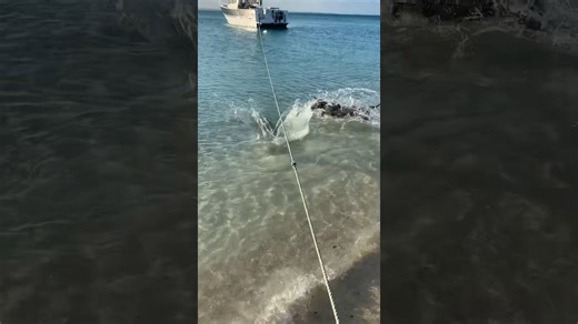 Dog vs Shark Showdown – Caught on Camera