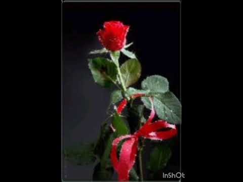 Mi amate fiel.........liberasion