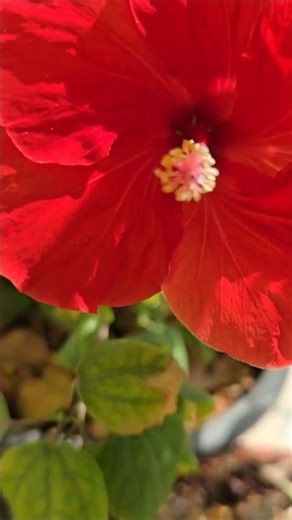 Nature-567, vibrant red flower, specifically a Hibiscus rosa-sinensis, gardening, #naturewithchandra