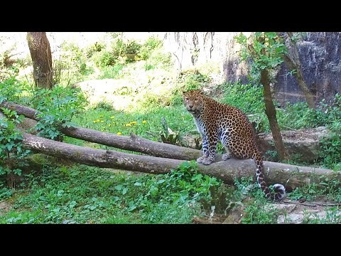Timang - le léopard de Java - the Java leopard - BioParc de Doué la Fontaine