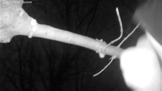 LEARN HOW TO USE A MACHETE