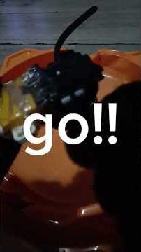 z ahilies vs revive phoenix (write the next fights