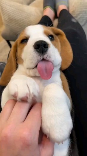 Beagle on Instagram: "Delight in the playful antics of sweet Beagle dog videos! Witness their joyful leaps, wagging tails, and charming personality traits that make every moment delightful. Immerse yourself in the adorable world of a playful Beagle dog!  Cerdit @unkonw (All rights® are reserved & belong to their respective owners) . . . . #PlayfulAnticsOfBeagleDogs #JoyfulLeapsAndWaggingTails #CharmingPersonalityTraits"