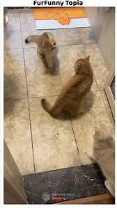 Best Funny Cat Moments of the Day