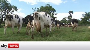 The East London lab producing dairy-free milk - The Global Herald