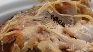Close up of an aggressive, carnivorous yellow jacket trying to tear and eat a piece of chicken at a picnic in afternoon daylight, shot on Samsung Galaxy S9 at 4K 60FPS, exported at 24FPS in 1080P