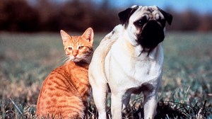 The Adventures of Milo and Otis - Apple TV