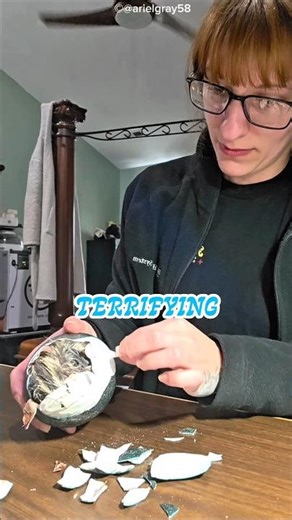 Mystery Green Egg Hatches "Alien"