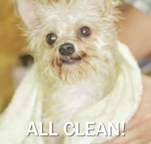 142K views · 1.8K reactions | Want to wash your doggie without all...