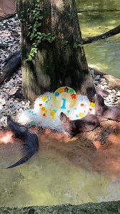 Happy World Otter Day! We're celebrating with our North American river otters Black, Sammy, and Ryobi. Our theme this year is Otter Olympians so we are focusing on all of the amazing skills and adaptations that otters display to survive in their natural habitat. North American river otters are gold medal winners in the triathlon as their skeletal structure allows for good movement on land, running up to 29 mph, and thick, waterproof fur for prolonged swimming! #WOD2024 | Audubon Zoo