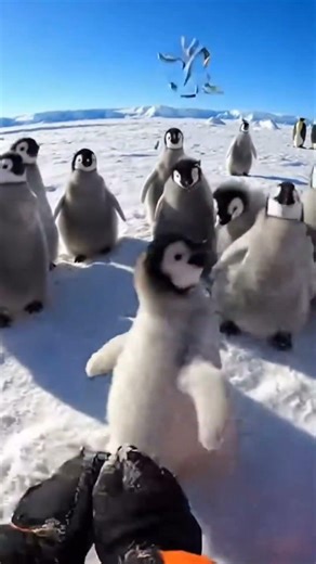 Feeding Baby Penguins Goes Totally Chaotic – Cutest Overload Ever ❤️ | Dodo Animals