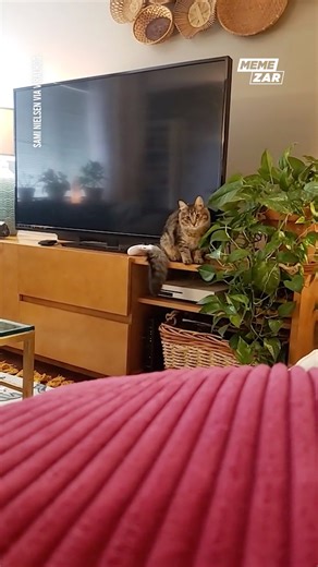 590K views · 10K reactions | Why is she staring while doing that to the plant? 華 | Memezar | Facebook