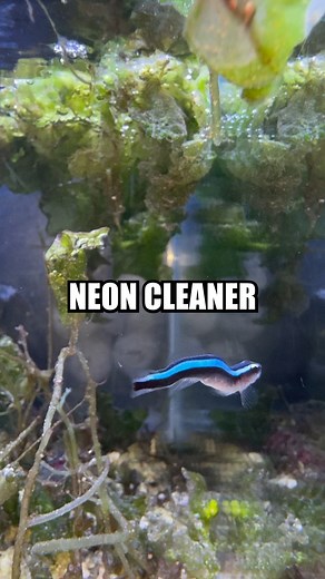 Gobies come in all shapes and sizes, making them an interesting family of critters to study. There are large species that occupy the water column always hunting, smaller clingfish that live against large drop-offs, to tiny cryptic gobies that live in the rockwork and are hardly ever observed. Shrimpy here is a blue neon cleaner goby, and despite many gobies being given the name of neon goby, the blue neon cleaner goby is the only true neon goby. These gobies have a funny little quirk where they 