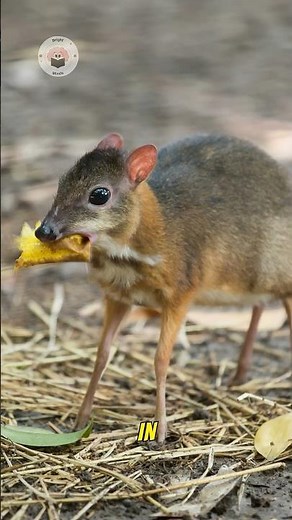 Tiny Deer, Big Survival Trick! 😲🦌