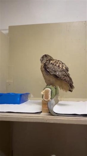 The case of the amazing shrinking owl! Trevor, the Eurasian eagle owl, became very alert when he realized a staff member had come into his area. Birds can adjust the position of their feathers, and this is one of the best ways to understand what a bird is thinking. Reading bird body language is very important to help keep our birds comfortable and happy. Trevor went from very relaxed to very alert when an unexpected person appeared. Alert does not necessarily mean upset though. Trevor begins hoo