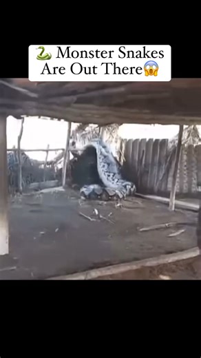 23K views · 358 reactions | Footage that captures giant snakes. #fyp #trending #horror #spooky #snakes #monsters #spook #creepy #horrortok #Giants #mimic #stalker #creep #creeper #stalked | The Dark Truth | Facebook