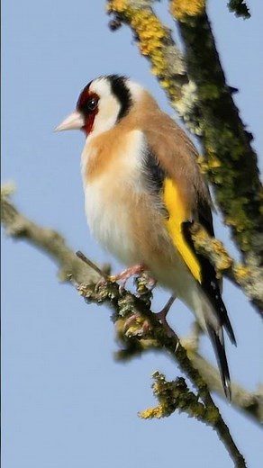Stunning Goldfinch singing in the Spring sunshine - UK birds #shorts