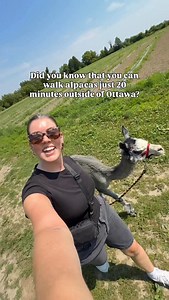 60K views · 1.5K reactions | Did you know you can walk alpacas just 20 minutes from Ottawa? 蓮 Maple Hill Urban Farm offers hour-long visits where you stroll the grounds with these gentle fluffballs and perfect for all ages!  Plus, say hi to baby goats, cows, ponies, and ducks on a guided farm tour. 閭 : @mytravelcanvas #MyOttawa #Ottawa #DiscoverOntario #ExploreCanada #Summer #OntarioAdventures #OttawaOntario #OttawaCanada #SummerTime | Ottawa Tourism | Facebook