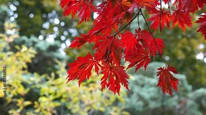Acer japonicum ‘Aconitifolium’, also known as Japanese Full Moon Maple, or Dancing Peacock Maple, with its brilliant red fern shaped leaves