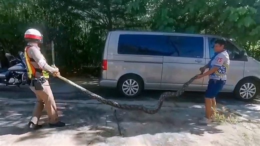 Family in Thailand find gigantic 17ft python hunting their cats in living room