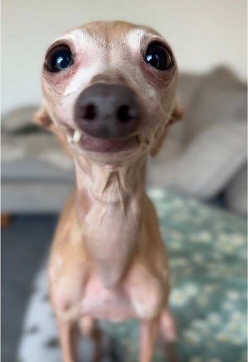The Unique Traits of Italian Greyhounds Explained