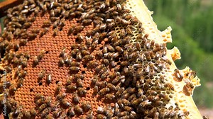 beekeepers harvesting honey from the hive